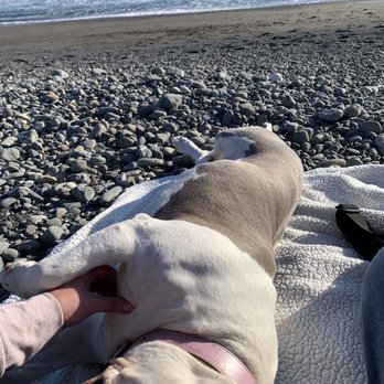 Beachfront Inn - Our dog loved playing on the beach - Hotels Near Me - Brookings, Oregon Beachfront Inn - Our dog loved playing on the beach - Hotels Near Me - Brookings, Oregon