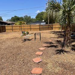 Trees by Kevin M Dyer - Happies Backyard in St Pete :-)