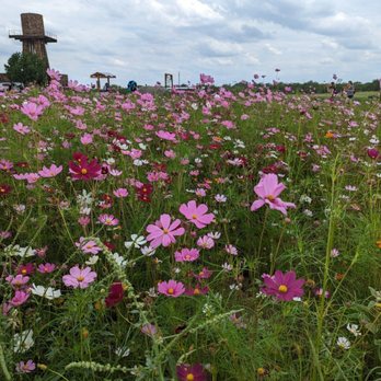 Rockberry Ranch - Pick Your Own Farms Near Me - Poteet, Texas