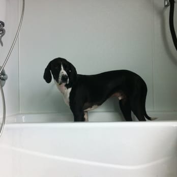 Mud Puppies - Riverside - Pet Groomers Near Me - Austin, Texas
