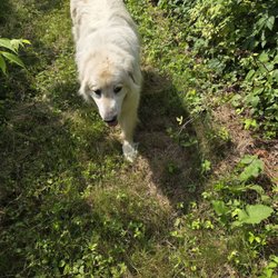 Blue Moon Berry Farm - Farm dog