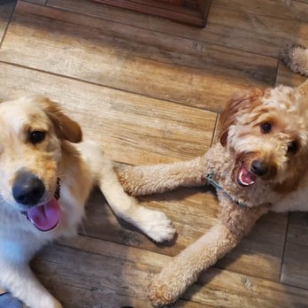 Pawesome Pet Nanny - Pet Sitting Near Me Pawesome Pet Nanny - Pet Sitting Near Me