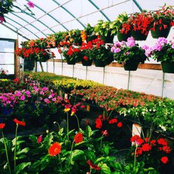 Stamp Farms - Color everywhere! It's a retreat to walk through these greenhouses