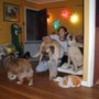 Photo of Runs With Dogs Pet Sitting