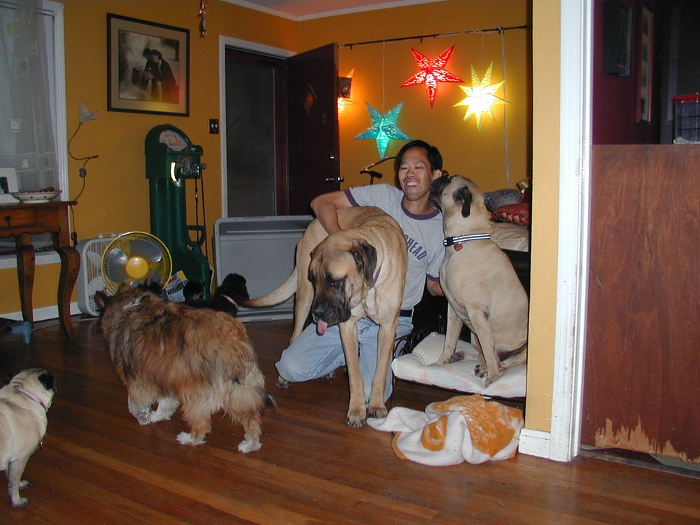 Runs With Dogs Pet Sitting - pet boarding facility in Austin, TX