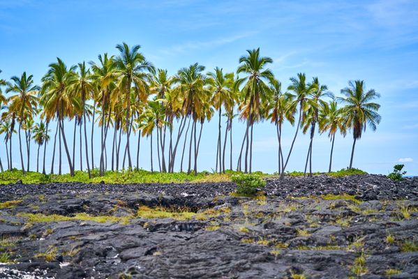 Pu'uhonua O Honaunau National Historical Park by null