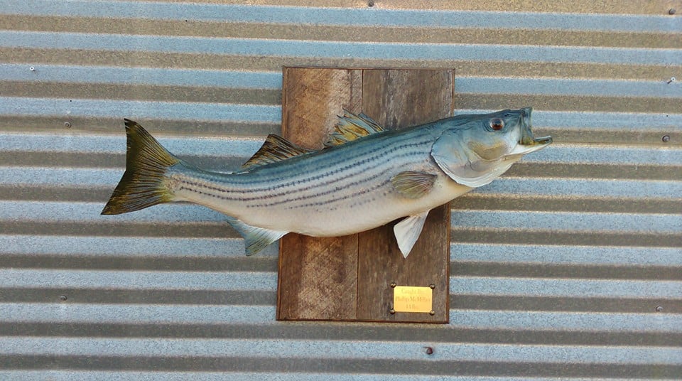 D & D Taxidermy & Processing - taxidermy in Washington, GA