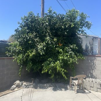 Affordable Tree Care - Tree Services Near Me Affordable Tree Care - Tree Services Near Me