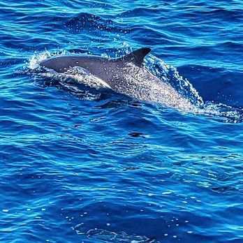 Oceanside Adventures - Boat Charters Near Me - Oceanside, California