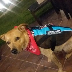 Doc's Taxi & Transportation Service - My medical alert dog. Who has saved my life over and over
