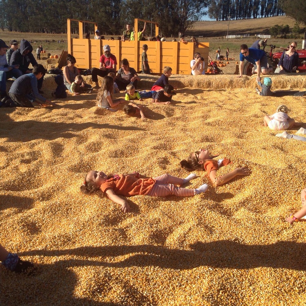 The Great Peter Pumpkin Patch - Pumpkin Patches Near Me - Petaluma, California The Great Peter Pumpkin Patch - Pumpkin Patches Near Me - Petaluma, California