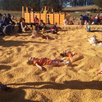 The Great Peter Pumpkin Patch - Pumpkin Patches Near Me - Petaluma, California