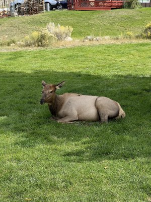 Lamar Valley by null