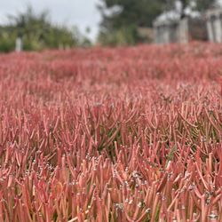Las Flores Nursery - Bought some firesticks for the backyard - those are great!