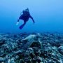 Photo of Oahu Travel Divers