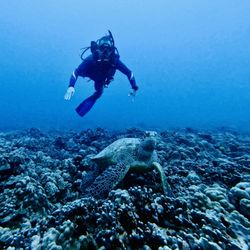 Oahu Travel Divers - Diving with turtles!