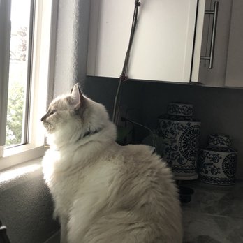 Ragmeister Ragdolls - Pet Breeders Near Me Ragmeister Ragdolls - Pet Breeders Near Me