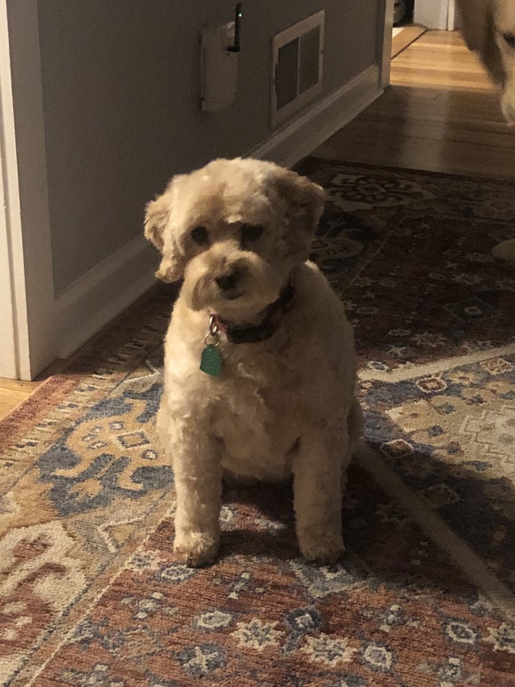 LUCKY DOGS GROOMING 15 Reviews 177 Main St, Port Monmouth, New