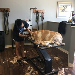 Dawn Penzarella Dba - It's so relaxing here that Samson fell asleep on the table .... AGAIN!