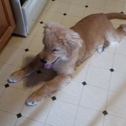 Dirty Critter - Sonny-Golden hanging out in the kitchen..