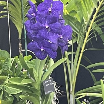 Honolulu Orchid Society - Social Clubs Near Me Honolulu Orchid Society - Social Clubs Near Me