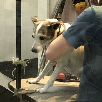Pawsh Wash - Pet Groomers Near Me - Lawrence, Kansas