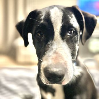 I C A R E Dog Rescue - Animal Shelters Near Me - Corona, California I C A R E Dog Rescue - Animal Shelters Near Me - Corona, California