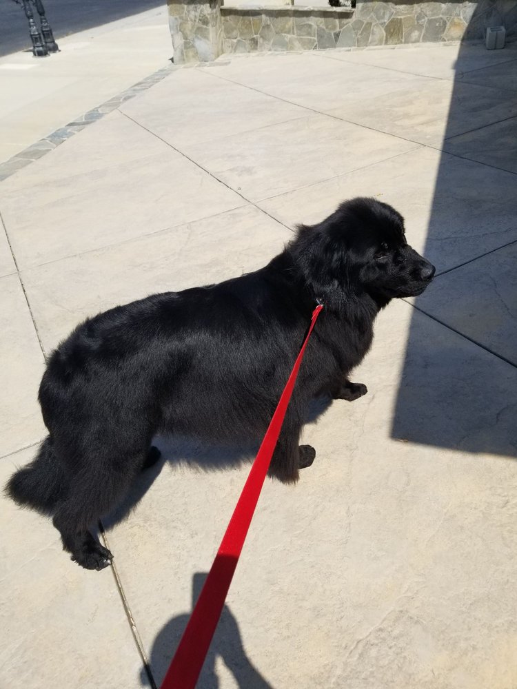 LOMELI MOBILE DOG GROOMING Updated September 2024 Van Nuys