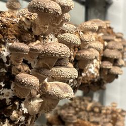 Mighty Cap Mushrooms