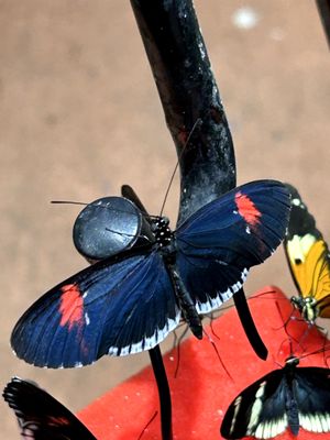 Audubon Insectarium by null