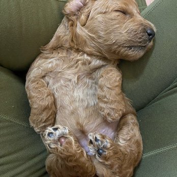 Gooberry's Goldendoodles - Dandy - Pet Breeders Near Me Gooberry's Goldendoodles - Dandy - Pet Breeders Near Me