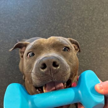 The Hub by Pack Animals - Pet Training Near Me - San Ramon, California The Hub by Pack Animals - Pet Training Near Me - San Ramon, California