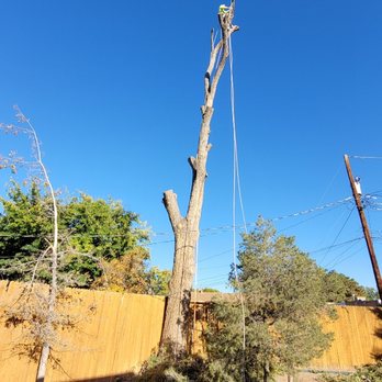 American Tree Services - Large elm removal from highly experienced Daniel - Tree Services Near Me