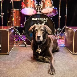 Hafenbar Tegel - Stagedog auf der Livebühne