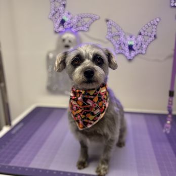 Wag & Wash by Annie - Lucy after her grooming session. - Pet Groomers Near Me Wag & Wash by Annie - Lucy after her grooming session. - Pet Groomers Near Me