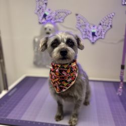 Wag & Wash by Annie - Lucy after her grooming session.