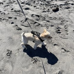 Jupiter Dog Beach - Walking Miso on the beach