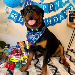 Easy Breezy Pet Groom & Grub - They have the best stuff!!! He loved all of his gifts and treats! Happy 1st birthday to Pumba