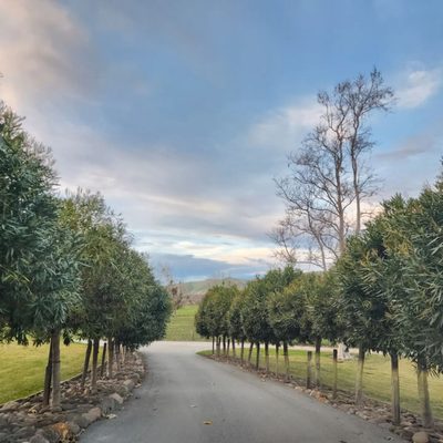Rancho Sisquoc Winery by null