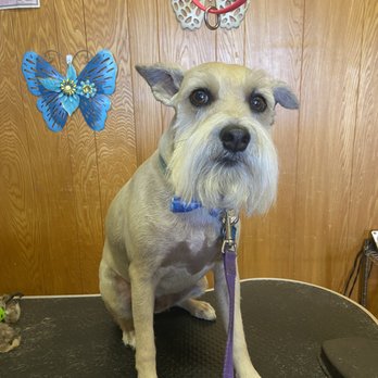 Pampered Pets Grooming Salon - Pet Groomers Near Me - Copperas Cove, Texas Pampered Pets Grooming Salon - Pet Groomers Near Me - Copperas Cove, Texas
