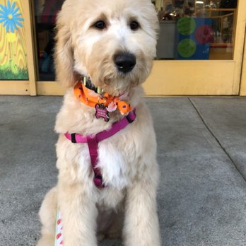 My Pet Garden - Post grooming - Pet Stores Near Me - Pasadena, California