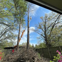 Santana Tree Service - Process of our job...