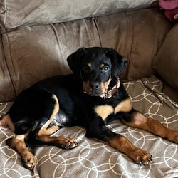 Beach Pet Hospital - Moose