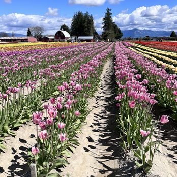Tulip Town - Pink tulips - Botanical Gardens Near Me - Mount Vernon, Washington Tulip Town - Pink tulips - Botanical Gardens Near Me - Mount Vernon, Washington
