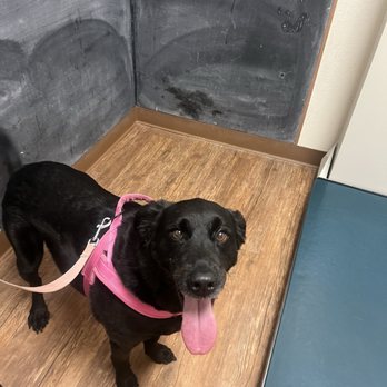 Terrell Veterinary Center - Exam Room - Veterinarians Near Me - Terrell, Texas Terrell Veterinary Center - Exam Room - Veterinarians Near Me - Terrell, Texas
