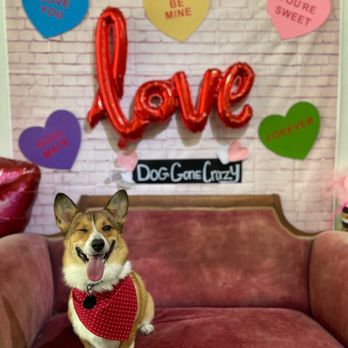 Dog Gone Crazy - Pet Groomers Near Me - Bakersfield, California