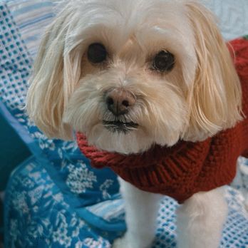 Rp Pet Grooming - Freshly groomed. Smelled amazing! - Pet Groomers Near Me
