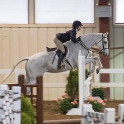 Van Vixen Farm - Van Vixen Showing on the VHSA circuit