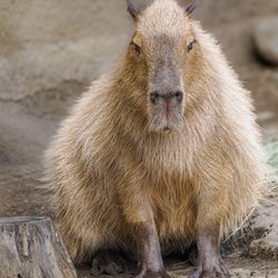 San Diego Zoo - Capybarra, largest rodent in the world.