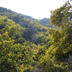 Collines des mimosa